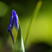 Purple Iris About To Pop by jgpittenger
