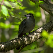 8th May 2019 - Our Catbirds have returned!