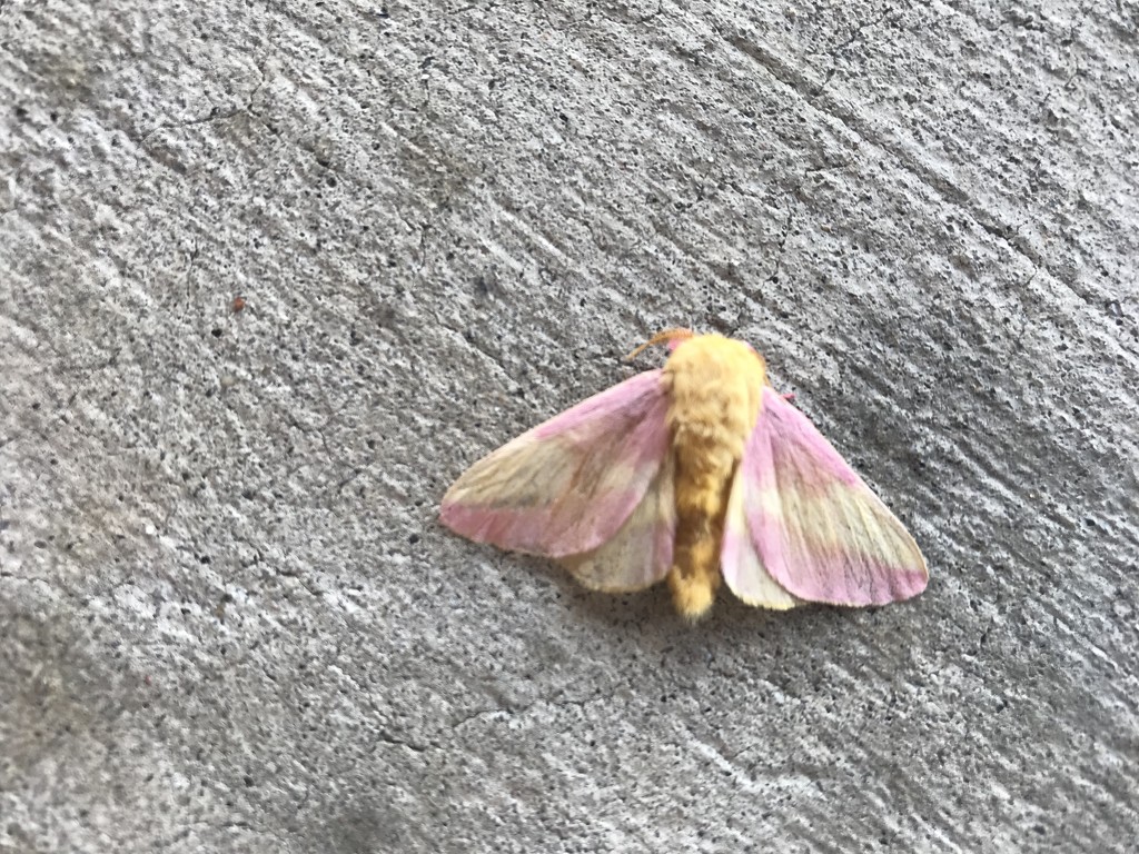 Dryocampa rubicunda, the rosy maple moth by gratitudeyear