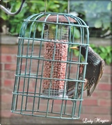 8th May 2019 - How to give Starlings Stretch Marks