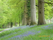 8th May 2019 - The drive way to Croft Castle...