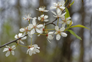 8th May 2019 - spring blossoms