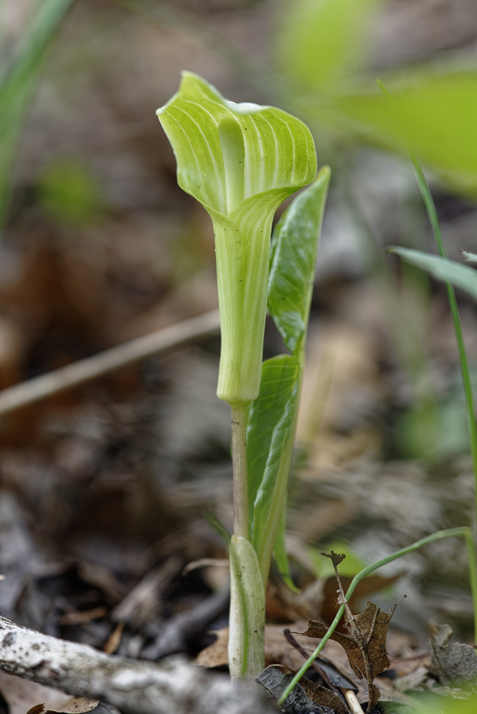 jack in the pulpit by rminer