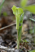 8th May 2019 - jack in the pulpit