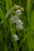 8th May 2019 - lily of the valley