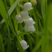 lily of the valley by rminer