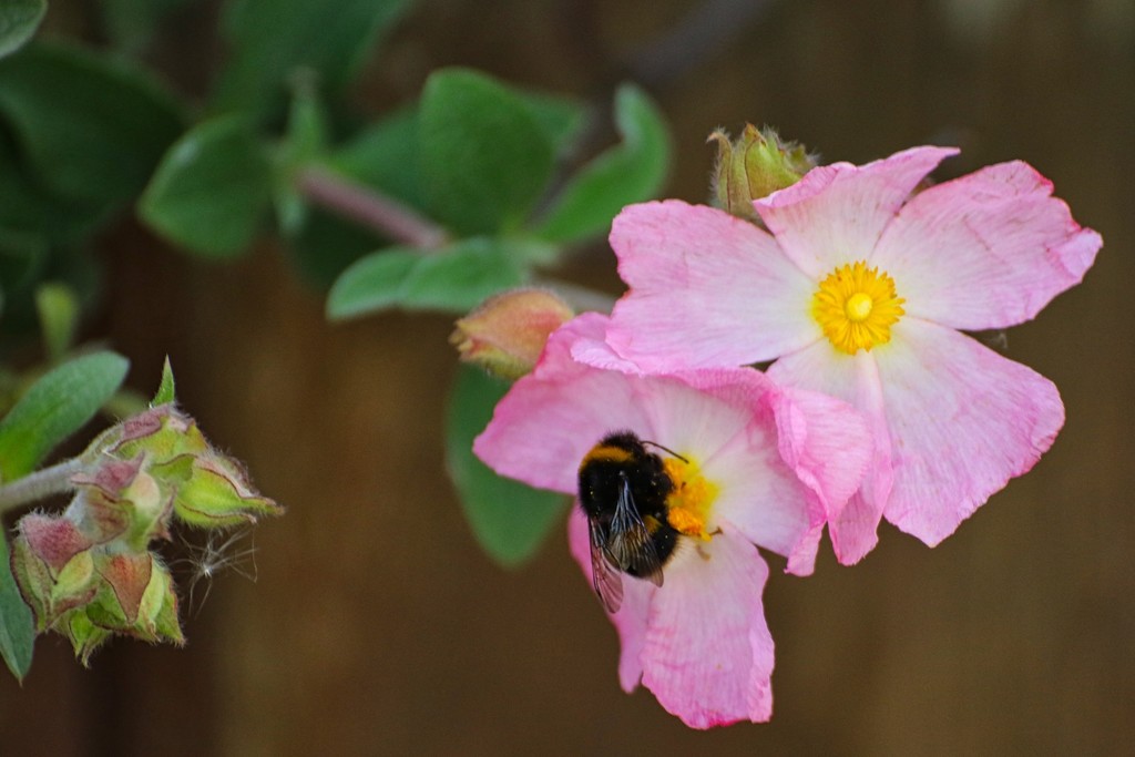 Bee collecting pollen by bizziebeeme