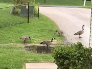 8th May 2019 - 0508geese