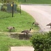 0508geese by diane5812