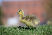 8th May 2019 - Gosling!
