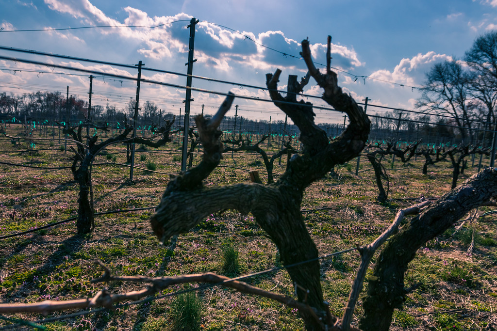 The Vines at Salem Oak Vineyards by swchappell