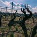 The Vines at Salem Oak Vineyards by swchappell