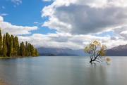 5th Apr 2019 - Lake Wanaka Tree