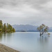 Lake Wanaka Tree by creative_shots