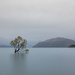 Lake Wanaka Tree by creative_shots