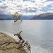Lake Wanaka by creative_shots
