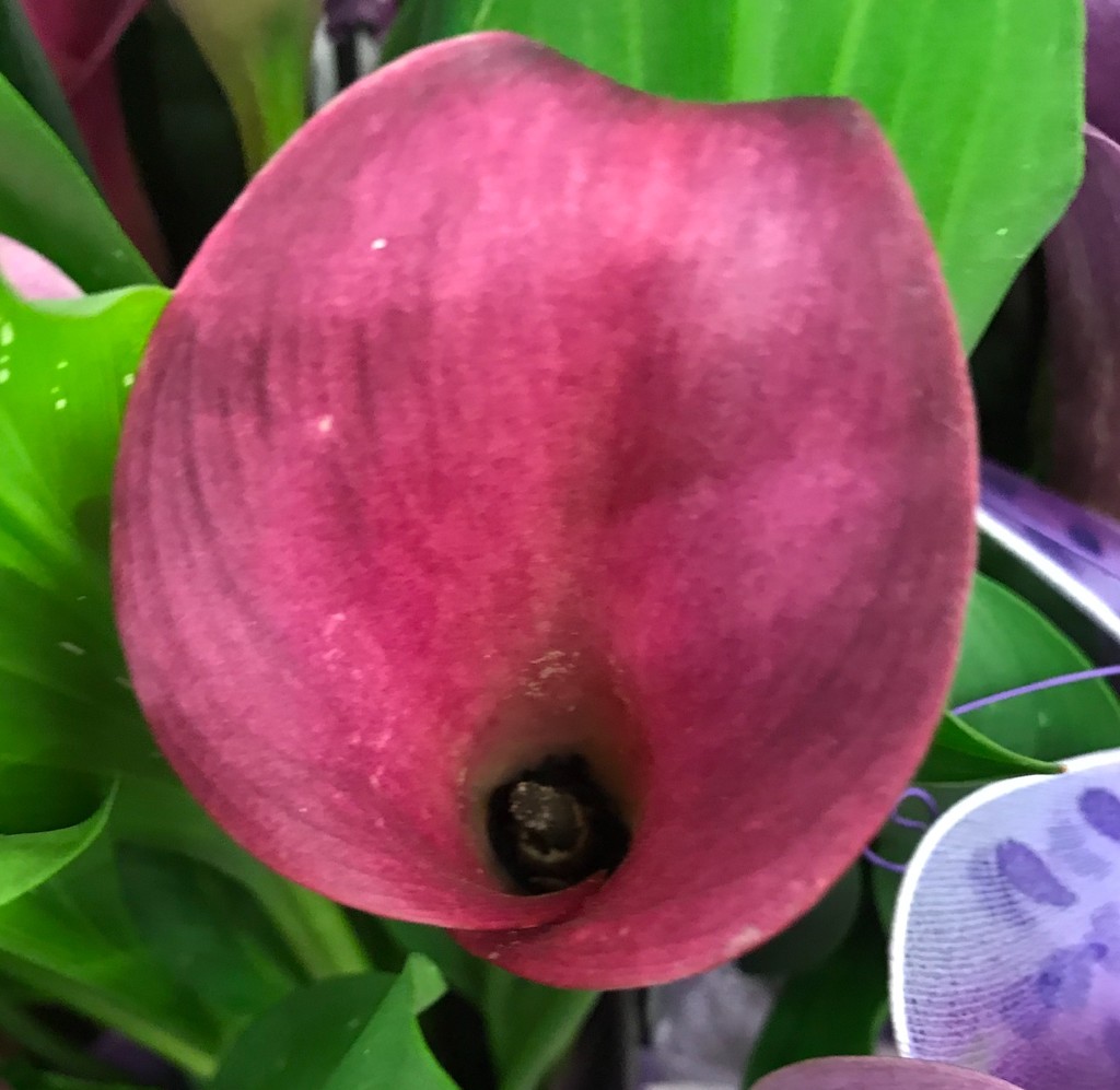 Grocery store Calla Lily by sandlily