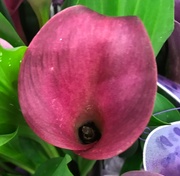 8th May 2019 - Grocery store Calla Lily