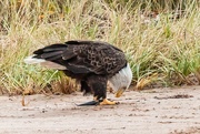 9th May 2019 - Eagle - Dinner time