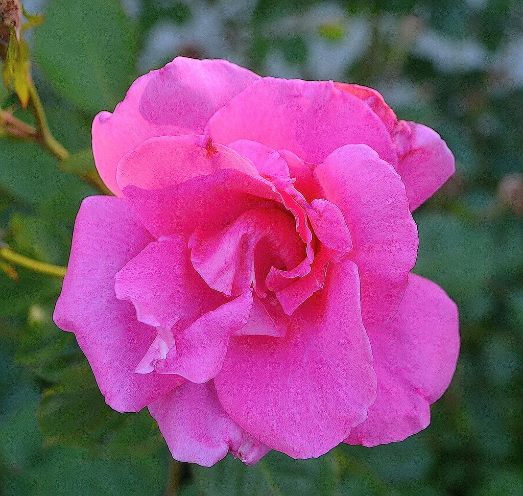 Rose, Hampton Park gardens by congaree