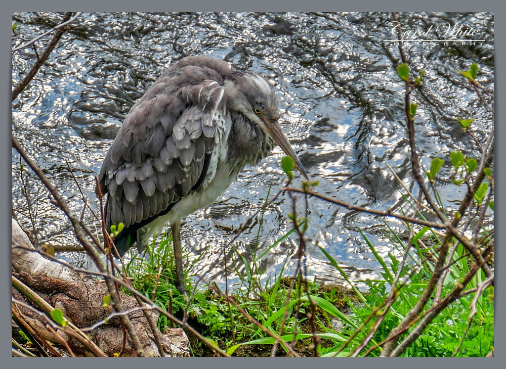 Grey Heron By The River Dee,Llangollen by carolmw