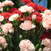 Pink and red carnations lasted the longest by bruni