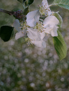 8th May 2019 - Apple Blossom and Petals