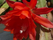 30th Apr 2019 - Orchid cactus