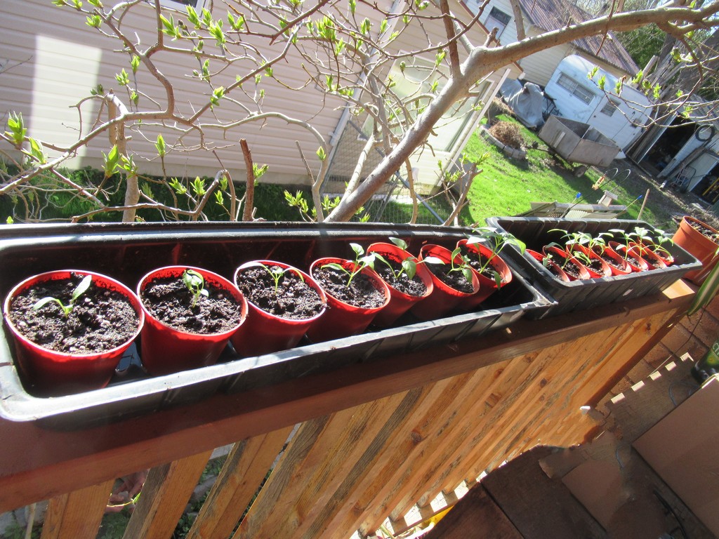 14 pots of oriental pepper seedlings  by bruni