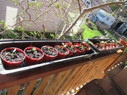 9th May 2019 - 14 pots of oriental pepper seedlings 