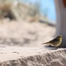 little bird by edorreandresen