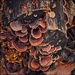 Mushrooms  by ramr