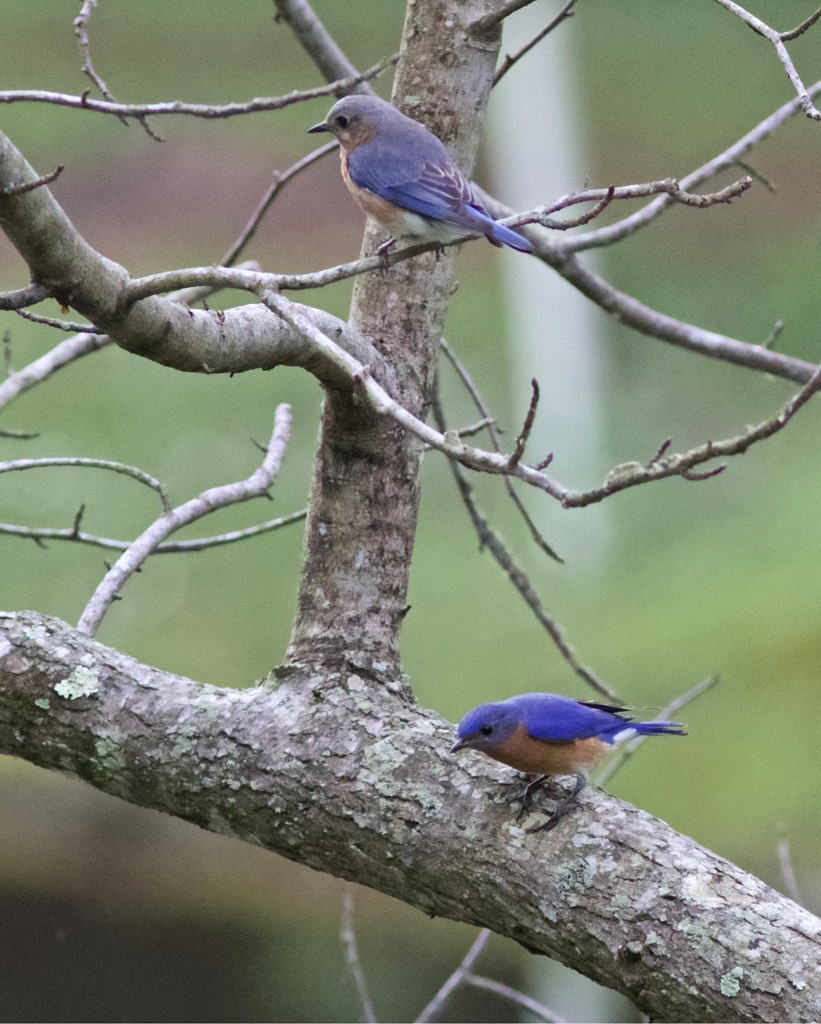 LHG_8339 Bluebirds looking to feed their babies by rontu