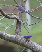 8th May 2019 - LHG_8339 Bluebirds looking to feed their babies