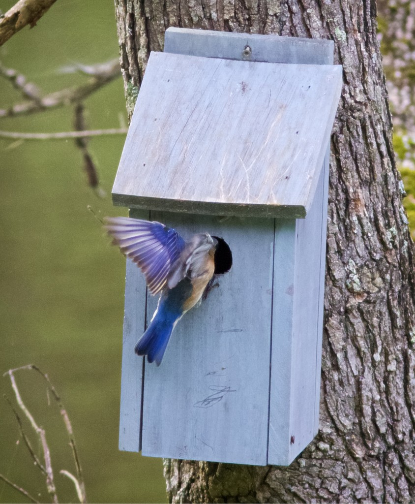 LHG_8319 Bluebirds feeding time by rontu
