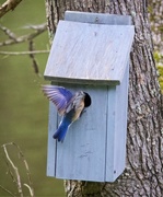 9th May 2019 - LHG_8319 Bluebirds feeding time