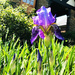 One Bearded Iris by yogiw