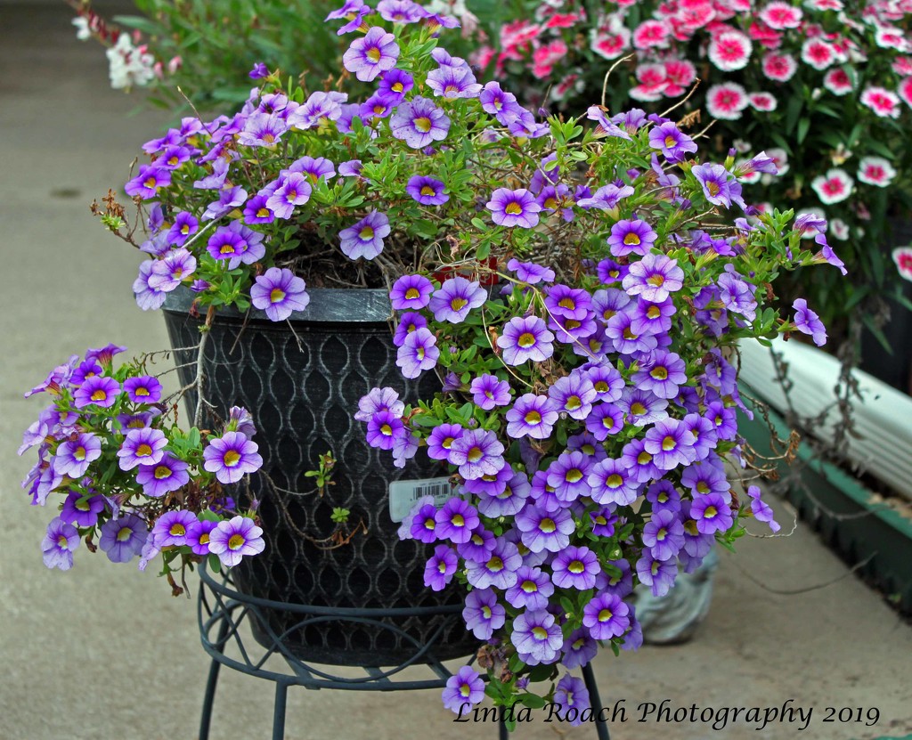 Purple Flowers by grannysue