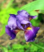 2nd May 2019 - Purple Iris