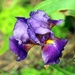 Purple Iris by grannysue