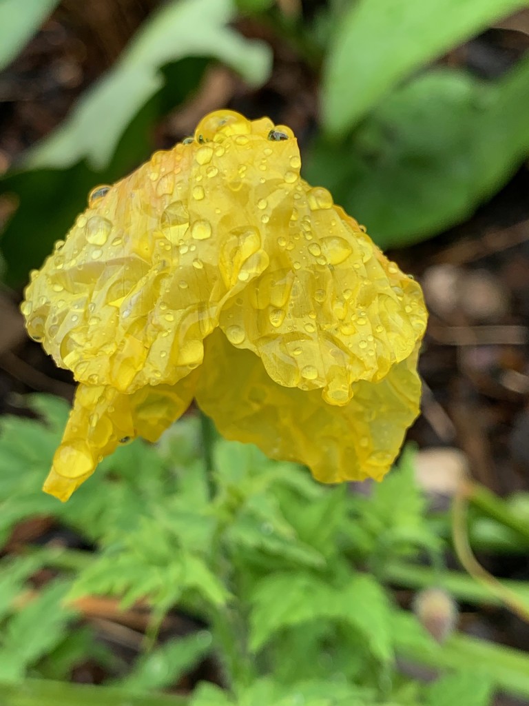 Yellow poppy by 365projectmaxine