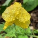 Yellow poppy by 365projectmaxine