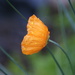 Orange poppy by 365projectmaxine