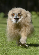 9th May 2019 - Baby Owl