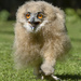 Baby Owl by shepherdmanswife