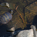 The turtle about to mee the snake by tdaug80