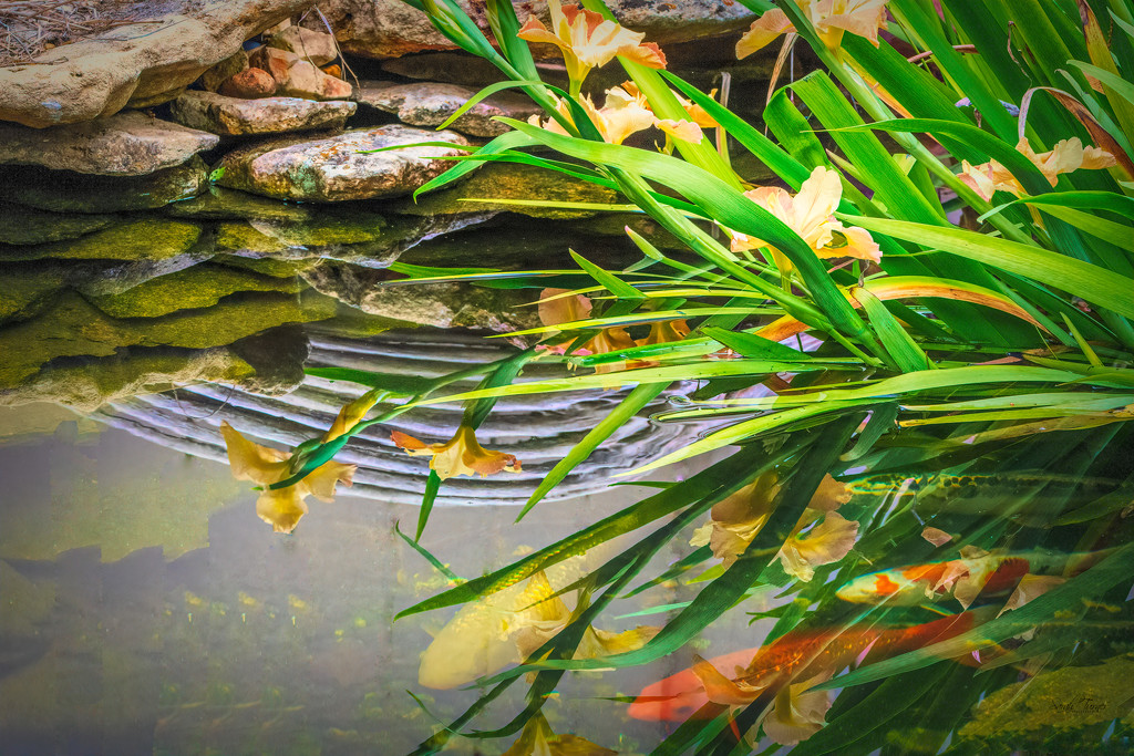 pond reflections by samae