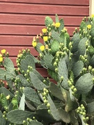 7th May 2019 - Springtime for Cactus