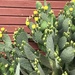 Springtime for Cactus by gratitudeyear