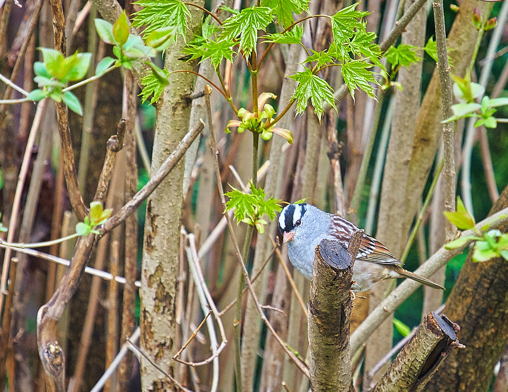 White Crowned Sparrow Repeat by gardencat